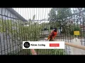 Suara Burung RED Siskin !!! Masteran Kenari paud !! cetak Kenari lagu indah .