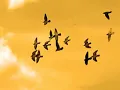 Ahmet Kaya - Kar Kaplamış Solmuş Güller Görende (Sarılıp Dallarına Öpesim Gelir)
