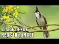 Download Lagu HD Suara Denak Merbah Jambul | Kutilang Jambul mp3