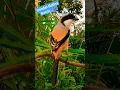 Download Lagu Cendet Betina Gacor...‼️#suara #masteran #burung #shortsviral #shortsvideo