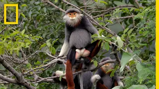 Download This Endangered Monkey is One of the World’s Most Colorful Primates | Short Film Showcase MP3