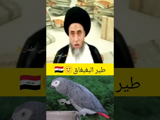 صيد البغبغاق🦜🇮🇶سيد صباح شبر