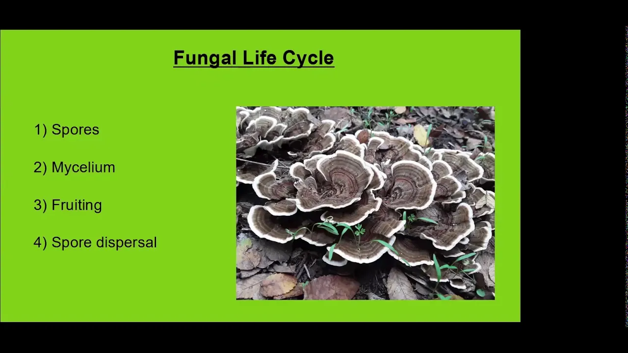 BCP Forest Restoration Training Series: Incorporating Mushrooms into Restoration