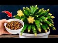 Just 1 Glass Any Plant Will BLOOM Like Crazy