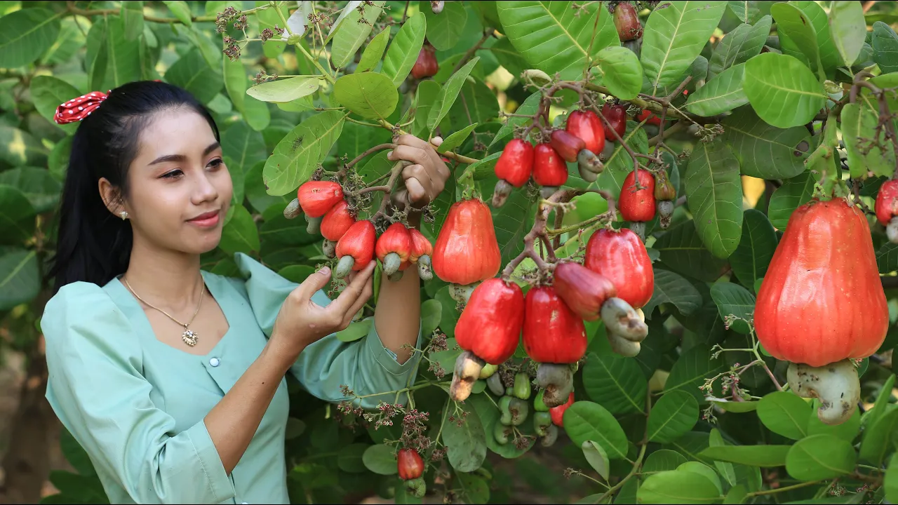 The Xango Mangosteen Juice | Mangosteen Safe  Effective Fred Templeman. 