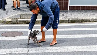A Little Dog Ran Into Me on a Busy Street—His Body Couldn't Hold On Anymore