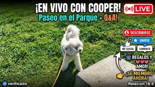#cooper  está en vivo #cooper #puppy #dog #lives #live streaming #doglover