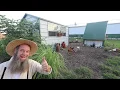Morning HOMESTEAD CHORES and this CHICKEN COOP is CRAZY