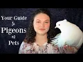 Your Guide to Pigeons as Pets
