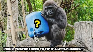 The food-finding expert has finally met an empty bucket! 😂👏找食物高手林戈，這次終於遇到真的空桶子啦