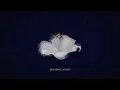 Wasia Project - Bleeding Gold (Official Lyric Video)