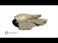 3D Imaging of Shark Egg Cases from Sweden Using Dragonfly