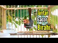 Download Lagu PRENJAK GACOR Birahi, Cocok dan Ampuh untuk Mendongkrak Emosi Prenjak Anda.