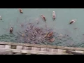 Catfish vs Ducks