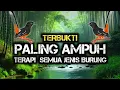 Download Lagu Terapi air untuk semua jenis burung, gemericik air terapi burung, Terapi Burung TERBUKTI AMPUH