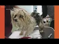 Yorkies seized from deplorable conditions Elmore County ly forfeited