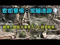 Download Lagu 9月22 家姐細佬吃筍筍被奇怪的聲響嚇到，拔腿逃跑，細佬太著急，冒冒失失踩空跌落#香港大熊貓 #大熊貓加加得得 #熊貓家姐細佬