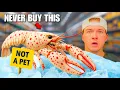 Download Lagu I Bought an Alien Sea Monster to Keep as a Pet...