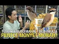 Lagu CUMA 1 LEMBAR ! HARGA PENTET MONYET TENGKEK BUTO LEWAT DI PASAR BURUNG PRAMUKA HARI INI