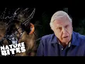 Lagu David Attenborough Meets a Black Widow Spider | Nature Bites