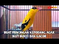 Lagu Burung kepodang emas gacor | Suara kepodang gacor ini bisa di jadikan pancingan kepodang malas bunyi
