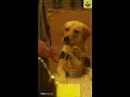 Download Lagu 777 Charlie Deleted Scene💖| Rakshit Shetty, Adrika | Dog Charlie | #WhatsappStatus #YoutubeShorts