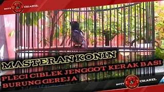 masteran konin kombinasi