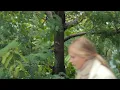 Download Lagu De Vergeten Dieren in ARTIS - Hamadryasvlinder