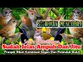Download Lagu SUARA PIKAT PRENJAK RIBUT KOMBINASI. SOGON DAN PELANDUK BUKIT. ANDALAN..