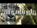 Lagu Zoo Planckendael 4K Zoo Tour | A Beautiful Forest Zoo