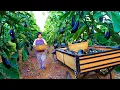 Download Lagu Harvest Eggplants to Sell at Market | Village Life Gardening \u0026 Weeding| Peaceful Rural Life