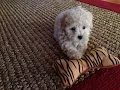 Adorable Maltipoo Pups For Sale In Ocala Florida - Michelines Pups