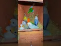 Download Lagu #lovebirds #breedingpair #lovesigns #lovebirdsfarming #birds