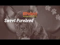 Your Snuggle Buddy Awaits at Petland Lewis Center