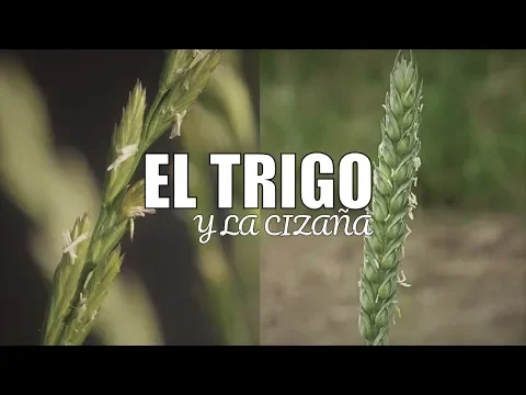 Download MP3 El TRIGO y La Cizaña - Parábola - Reflexión