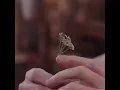 OKAY - Cardellino
