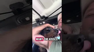 #fyp #dream #youtube #doberman #pets