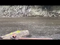 Storm watch I found a duck that didn t drowned