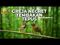 Lagu Live Masteran Kasar Necret Tembakan Kasar Greja Tarung Gacor vs Tepus Kepala Abu Abu Gacor