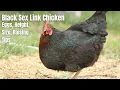Black Sex Link Chicken