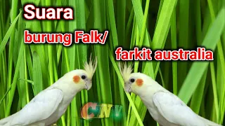 suara burung falk tembakan rapat suara jernih josss