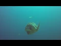 Loggerhead Sea Turtles - Mating