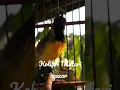 Download Lagu Kolibri Matari Gacor