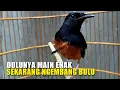 Gara gara tambah EF harian Murai Batu Dulunya main enak, Sekarang ngembang bulu