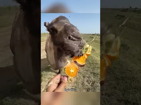 هذا الجمل التهم الصبار والبرتقال وكأنه لا شيء! 😂🐪