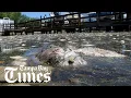 Tampa Bay Red Tide Q A with environment reporter