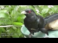 Lagu Asian Koel - Amazing Pair Of Asian Koel With Calls