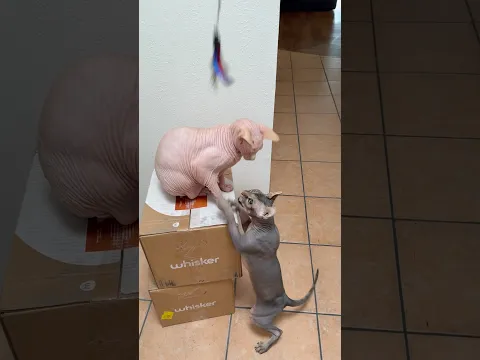 Sphynx Cats’ Morning Fitness Routine 😹💪