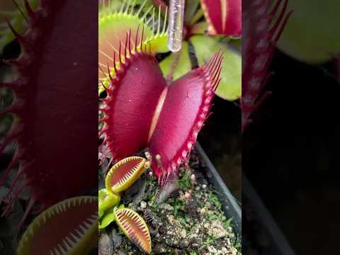 CARNIVOROUS PLANT EATING non time lapse #funnyshorts #plants