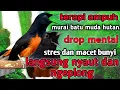 Lagu terapi murai muda hutan agar cepat bunyi dan gacor || terapi murai batu stres dan macet bunyi